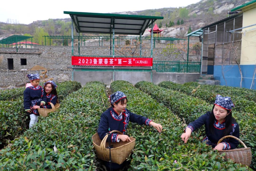 仲村镇云头茶园喜呈“鲁蒙春茶第一采”