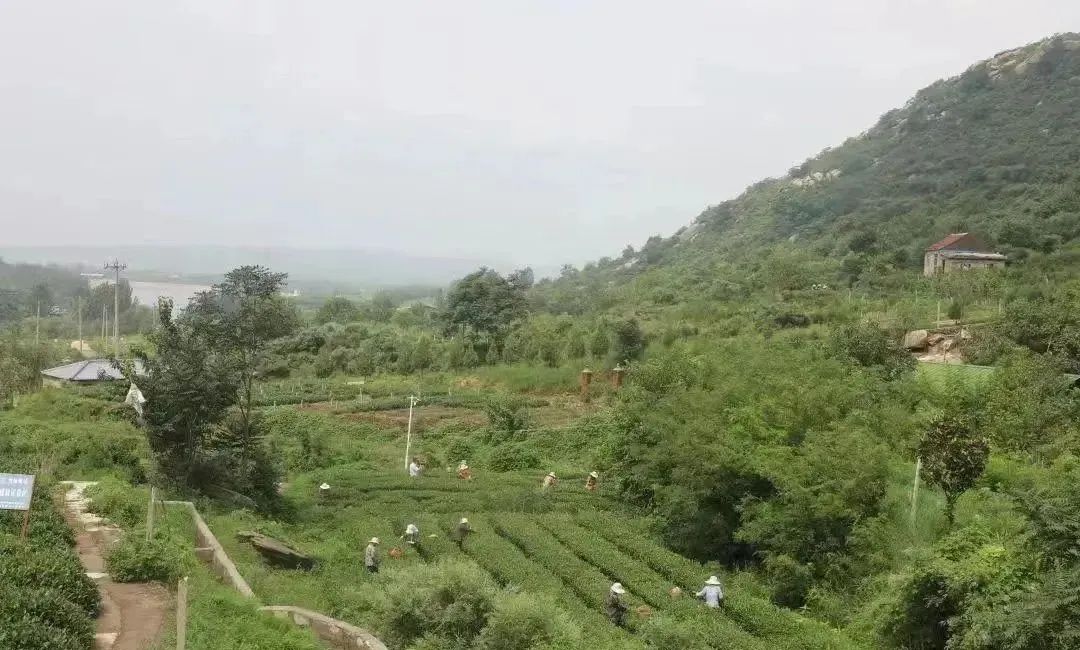 茶园一角